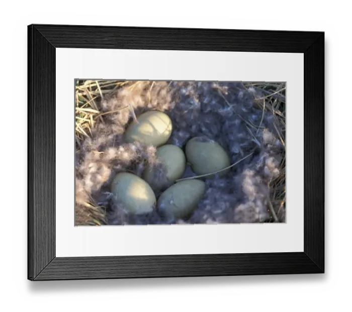 Framed Print : common eider, Somateria mollissima, eggs and nest, 1002 coastal plain of Arctic Framed Print : common eider, Somateria mollissima, eggs and nest, 1002 coastal plain of Arctic