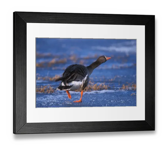 Framed Print : greater white-fronted goose, Anser albifrons, walking on the frozen 1002 Coastal