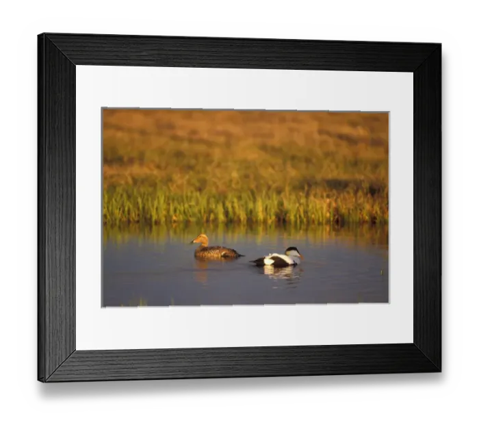 Framed Print : common eider, Somateria mollissima, pair in the 1002 coastal plain of Arctic National Framed Print : common eider, Somateria mollissima, pair in the 1002 coastal plain of Arctic National