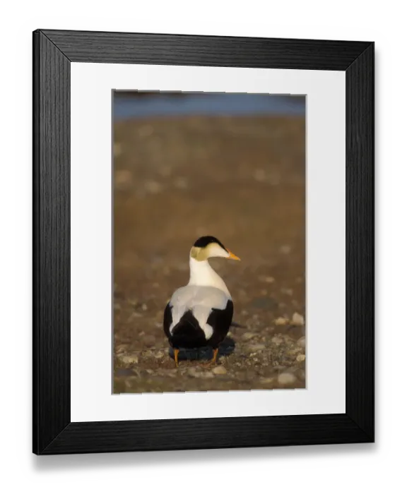 Framed Print : common eider, Somateria mollissima, male, 1002 coastal plain of Arctic National Wildlife Refuge Framed Print : common eider, Somateria mollissima, male, 1002 coastal plain of Arctic National Wildlife Refuge