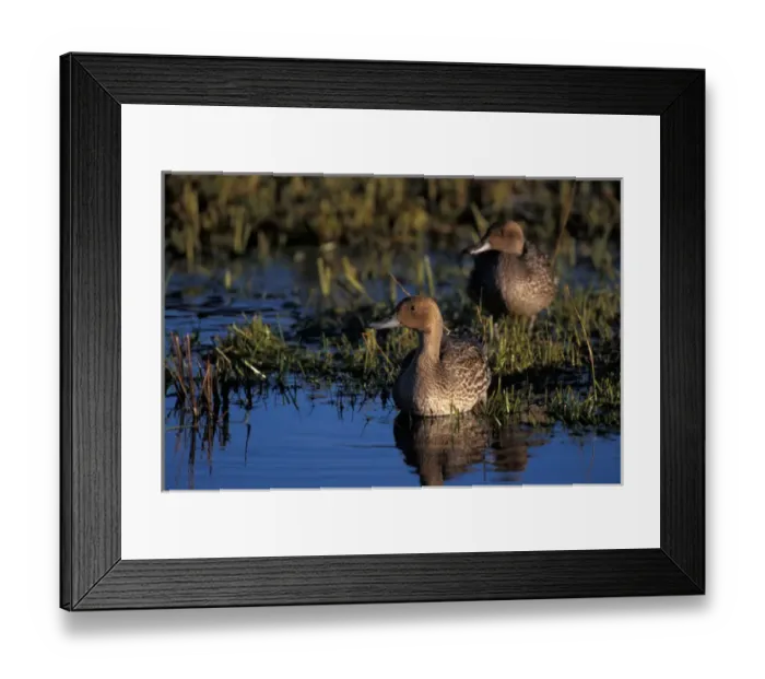 Framed Print : green-winged teal, Anas crecca, pair on the 1002 Coastal Plain of the Arctic National Framed Print : green-winged teal, Anas crecca, pair on the 1002 Coastal Plain of the Arctic National