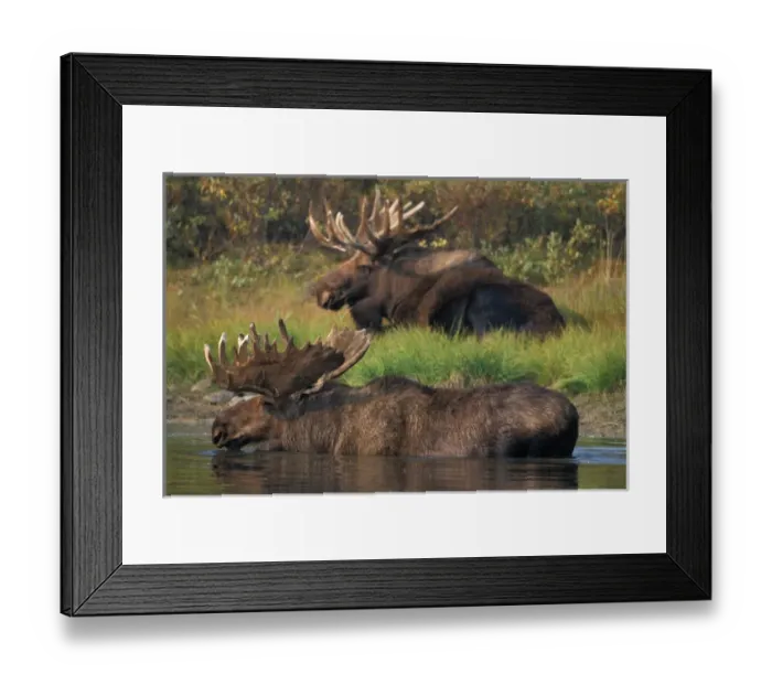 Framed Print : moose, Alces alces, two bulls with large antlers, one in a kettle pond and the other Framed Print : moose, Alces alces, two bulls with large antlers, one in a kettle pond and the other