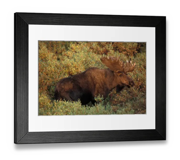 Framed Print : moose, Alces alces, bull with large antlers in velvet and in fall tundra, Denali National Park Framed Print : moose, Alces alces, bull with large antlers in velvet and in fall tundra, Denali National Park