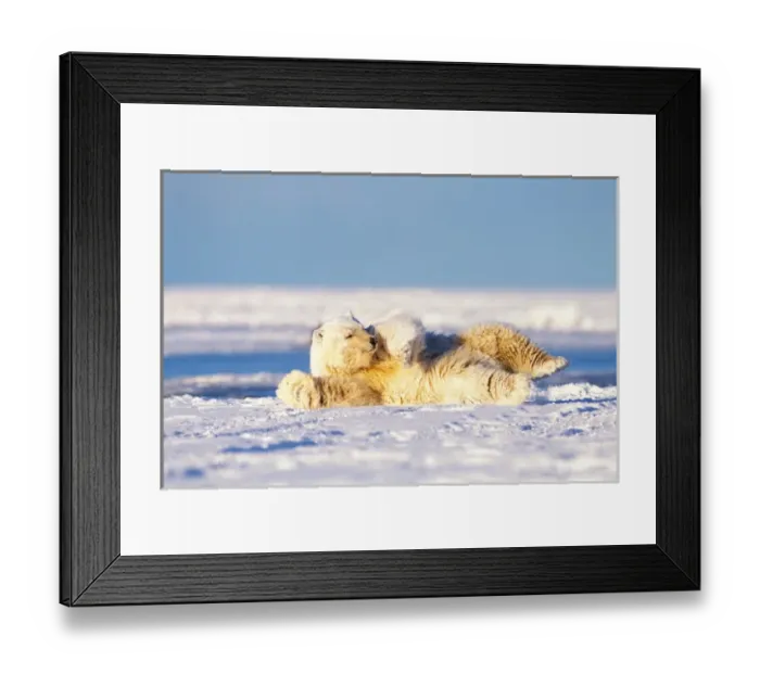 Framed Print : polar bear, Ursus maritimus, rolling on its back on the pack ice of the frozen coastal plain Framed Print : polar bear, Ursus maritimus, rolling on its back on the pack ice of the frozen coastal plain