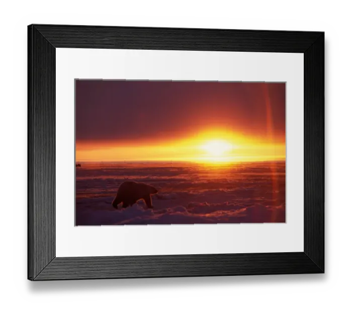 Framed Print : polar bear, Ursus maritimus, silhouette at sunrise on the pack ice of the frozen coastal plain
