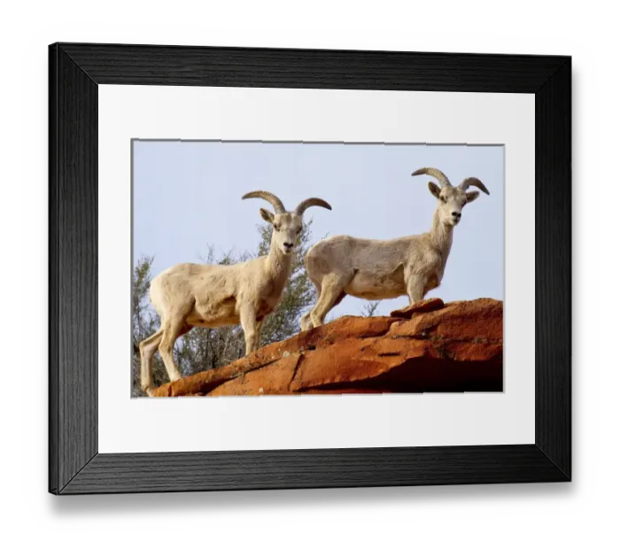 Framed Print : Desert Bighorn sheep, Ovis canadensis nelsoni, Zion National Park, Utah