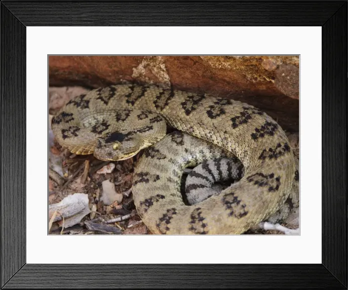 Framed Print : Great Basin Rattlesnake (Crotalus oreganus) - Kolab Arch Trail - Kolab Canyon, Zion National Park Framed Print : Great Basin Rattlesnake (Crotalus oreganus) - Kolab Arch Trail - Kolab Canyon, Zion National Park