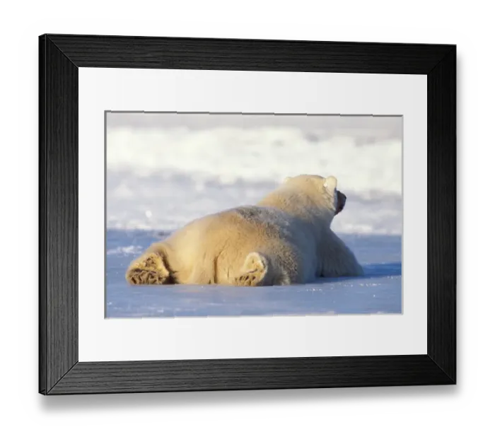Framed Print : polar bear, Ursus maritimus, spread out on the pack ice of the frozen coastal plain Framed Print : polar bear, Ursus maritimus, spread out on the pack ice of the frozen coastal plain