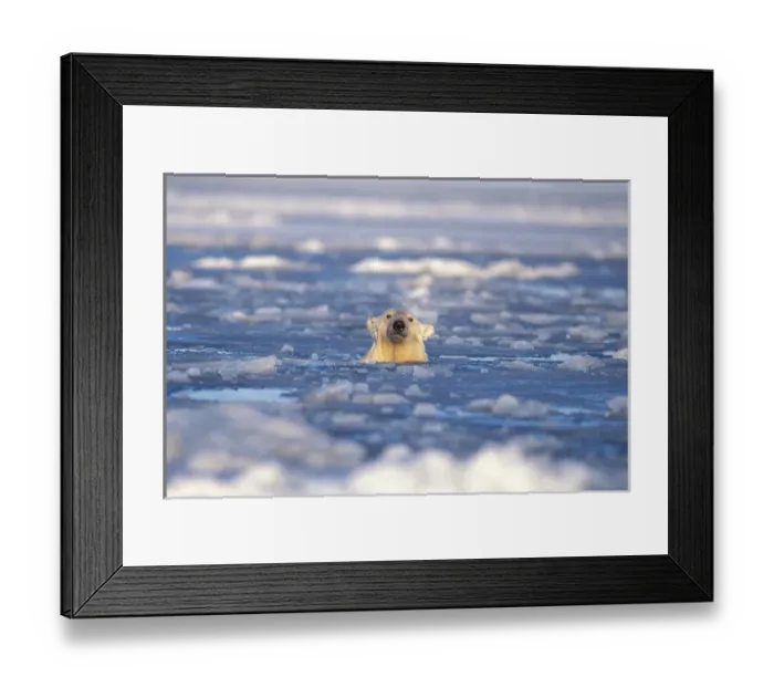 Framed Print : polar bear, Ursus maritimus, in an open lead of the pack ice, 1002 coastal plain Framed Print : polar bear, Ursus maritimus, in an open lead of the pack ice, 1002 coastal plain