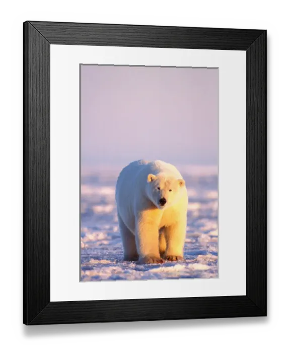 Framed Print : polar bears, Ursus maritimus, walking at sunrise on the snow-covered pack ice of Framed Print : polar bears, Ursus maritimus, walking at sunrise on the snow-covered pack ice of