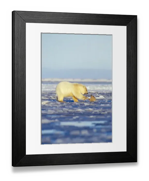 Framed Print : polar bear, Ursus maritimus, cubs playing, one in the water and the other on the pack ice Framed Print : polar bear, Ursus maritimus, cubs playing, one in the water and the other on the pack ice