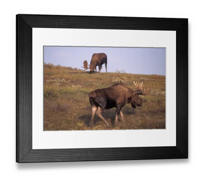Framed Print : moose, Alces alces, two bulls with large antlers in velvet on the fall tundra, Denali National Park Framed Print : moose, Alces alces, two bulls with large antlers in velvet on the fall tundra, Denali National Park