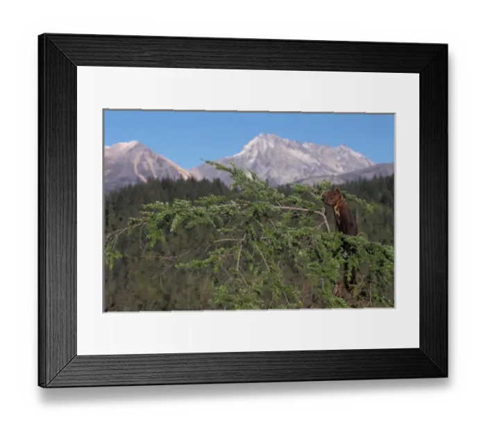 Framed Print : pine marten, Martes americana, up a tree at the foothills of the Takshanuk mountains Framed Print : pine marten, Martes americana, up a tree at the foothills of the Takshanuk mountains