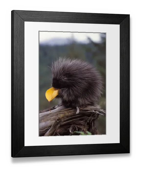 Framed Print : common porcupine, Erethizon dorsatum, eating a cottonwood tree leaf in the foothills Framed Print : common porcupine, Erethizon dorsatum, eating a cottonwood tree leaf in the foothills