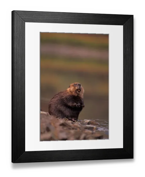 Framed Print : beaver, Castor canadensis, cleans itself along the bank of a kettle pond in the interior