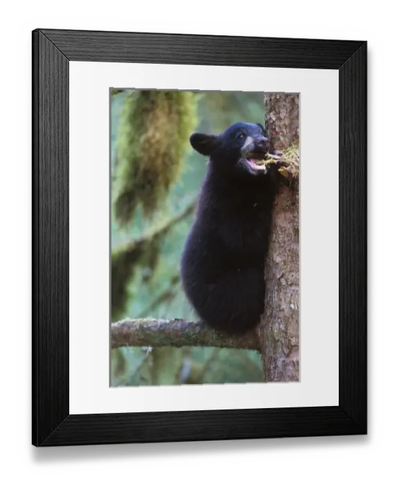 Framed Print : black bear, Ursus americanus, spring cub in a tree along Anan Creek, Tongass National Forest Framed Print : black bear, Ursus americanus, spring cub in a tree along Anan Creek, Tongass National Forest