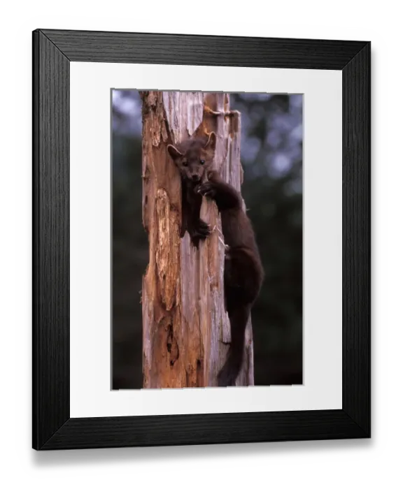 Framed Print : pine marten, Martes americana, in a dead tree at the foothills of the Takshanuk mountains Framed Print : pine marten, Martes americana, in a dead tree at the foothills of the Takshanuk mountains