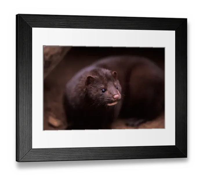 Framed Print : mink, Mustela vison, peaks out from under a log, Takshanuk mountains, northern southeast Framed Print : mink, Mustela vison, peaks out from under a log, Takshanuk mountains, northern southeast