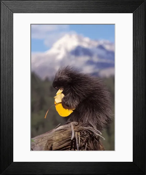 Framed Print : common porcupine, Erethizon dorsatum, eating a cottonwood tree leaf in the foothills