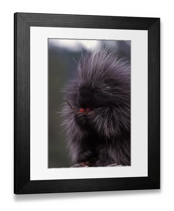 Framed Print : common porcupine, Erethizon dorsatum, eating Alaskan high brush cranberries in Framed Print : common porcupine, Erethizon dorsatum, eating Alaskan high brush cranberries in