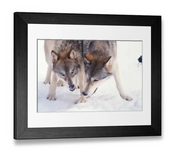 Framed Print : gray wolf, Canis lupus, pair in the foothills of the Takshanuk mountains, northern