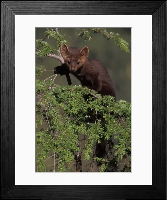 Framed Print : pine marten, Martes americana, in a tree at the foothills of the Takshanuk mountains Framed Print : pine marten, Martes americana, in a tree at the foothills of the Takshanuk mountains