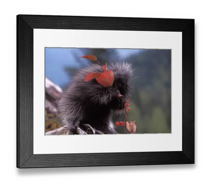 Framed Print : common porcupine, Erethizon dorsatum, eating Alaskan high brush cranberries in Framed Print : common porcupine, Erethizon dorsatum, eating Alaskan high brush cranberries in