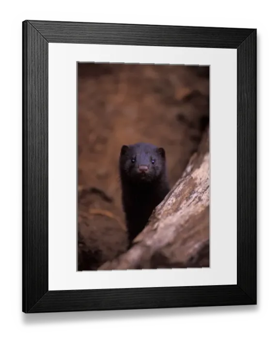 Framed Print : mink, Mustela vison, peaks out from under a log, Takshanuk mountains, northern southeast Framed Print : mink, Mustela vison, peaks out from under a log, Takshanuk mountains, northern southeast