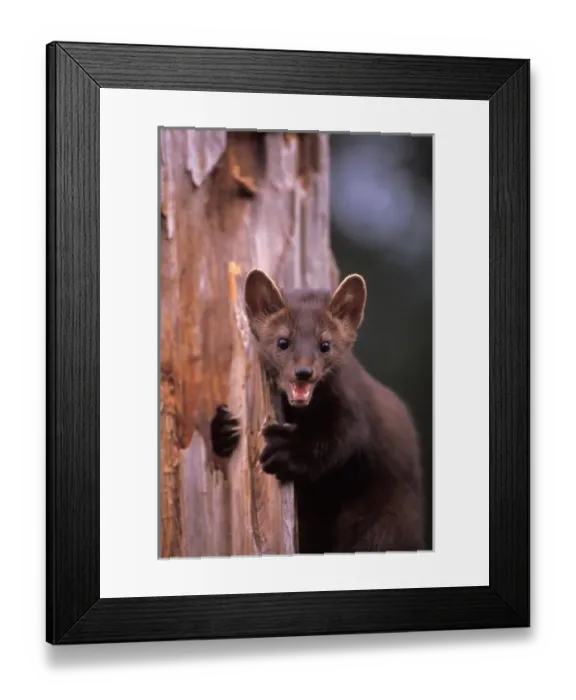 Framed Print : pine marten, Martes americana, in a tree at the foothills of the Takshanuk mountains