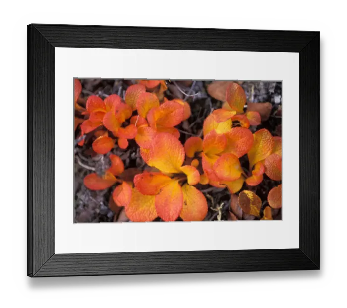 Framed Print : fall tundra colors on the North Slope of the Brooks Range, central Alaskan Arctic Framed Print : fall tundra colors on the North Slope of the Brooks Range, central Alaskan Arctic