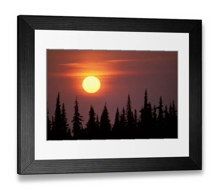 Framed Print : sunset over black spruce trees, Kenai Peninsula, southcentral Alaska Framed Print : sunset over black spruce trees, Kenai Peninsula, southcentral Alaska