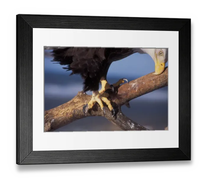 Framed Print : bald eagle, Haliaeetus leucocephalus, close up of face and talons, Kachemak bay Framed Print : bald eagle, Haliaeetus leucocephalus, close up of face and talons, Kachemak bay