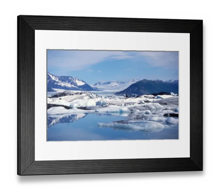 Framed Print : muw gull, Larus canus, on a blue iceberg from Bear Glacier, Bear Glacier Lake, Kenai