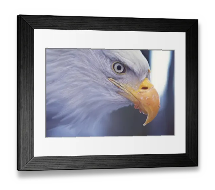 Framed Print : bald eagle, Haliaeetus leucocephalus, profile, Kachemak bay, southcentral Alaska Framed Print : bald eagle, Haliaeetus leucocephalus, profile, Kachemak bay, southcentral Alaska