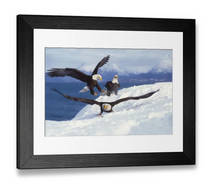 Framed Print : bald eagle, Haliaeetus leucocephalus, three on a snow drift one with fish, Kachemak bay Framed Print : bald eagle, Haliaeetus leucocephalus, three on a snow drift one with fish, Kachemak bay
