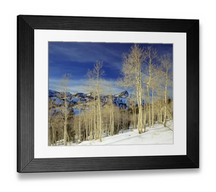 Framed Print : UTAH. USA. Aspen & Mount Magog in winter near Tony Grove Lake. Bear River Range Framed Print : UTAH. USA. Aspen & Mount Magog in winter near Tony Grove Lake. Bear River Range