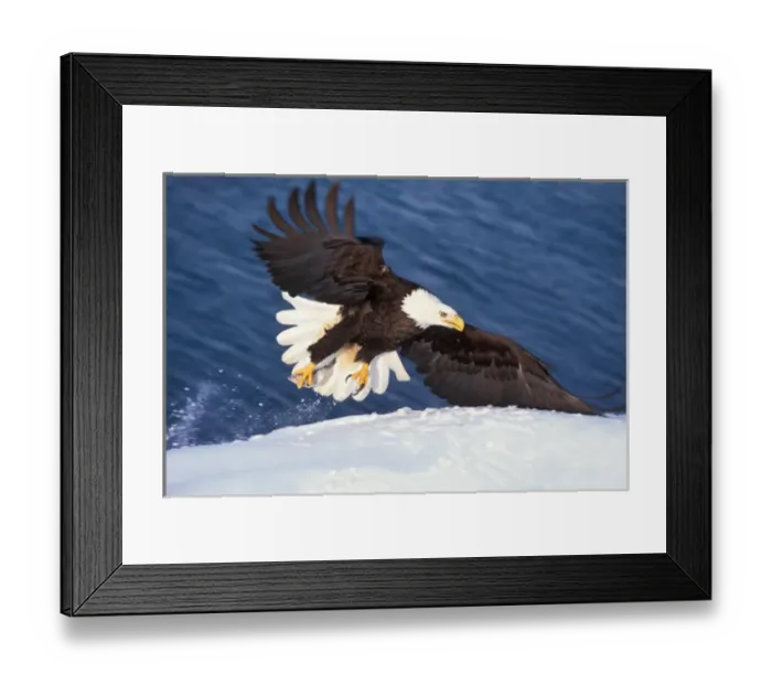 Framed Print : bald eagle, Haliaeetus leucocephalus, taking off from a snow bank with a fish in its talon Framed Print : bald eagle, Haliaeetus leucocephalus, taking off from a snow bank with a fish in its talon
