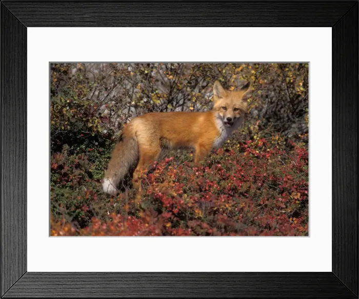 Framed Print : red fox, Vulpes vulpes, in fall tundra colors on the central North Slope of the Brooks Range Framed Print : red fox, Vulpes vulpes, in fall tundra colors on the central North Slope of the Brooks Range