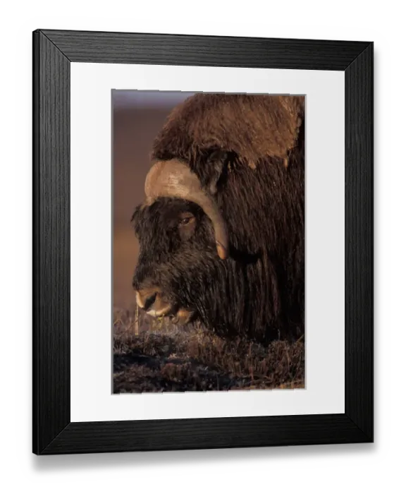 Framed Print : muskox, Ovibos moschatus, bull feeds on fall tundra plants on the coastal plain of Framed Print : muskox, Ovibos moschatus, bull feeds on fall tundra plants on the coastal plain of