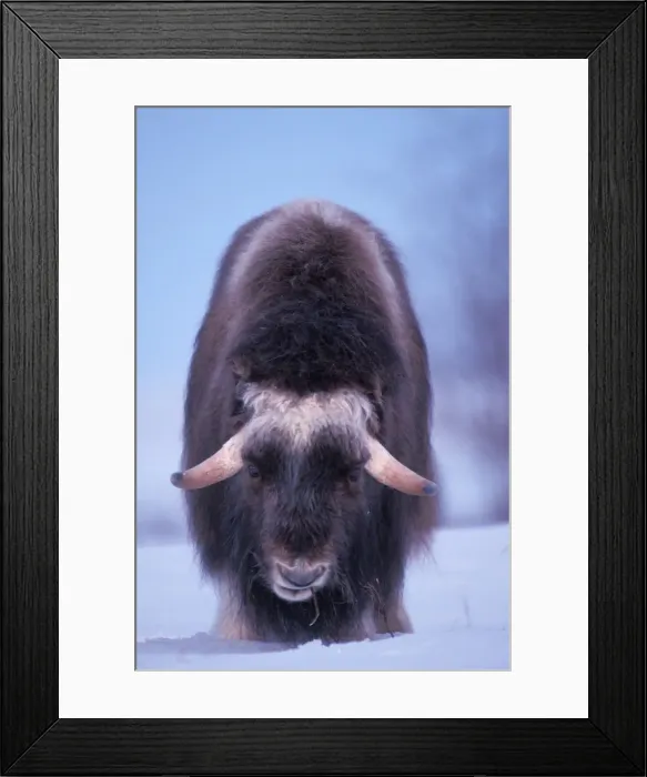 Framed Print : muskox, Ovibos moschatus, young bull eating willow twigs in snow, coastal plain of the North Slope