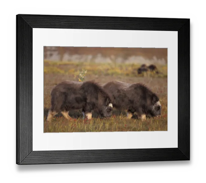 Framed Print : muskox, Ovibos moschatus, fall calves eat tundra plants on the coastal plain, North Framed Print : muskox, Ovibos moschatus, fall calves eat tundra plants on the coastal plain, North