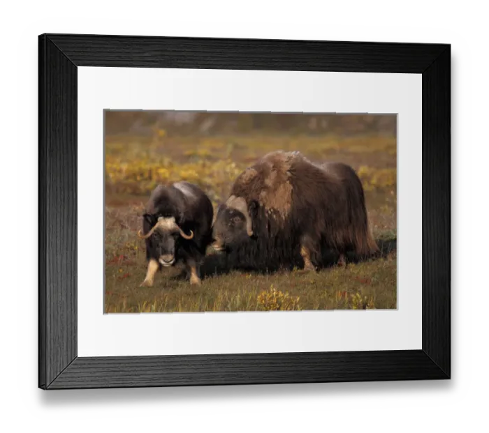 Framed Print : muskox, Ovibos moschatus, bull scents a cow during the rut (mating season) in fall tundra Framed Print : muskox, Ovibos moschatus, bull scents a cow during the rut (mating season) in fall tundra