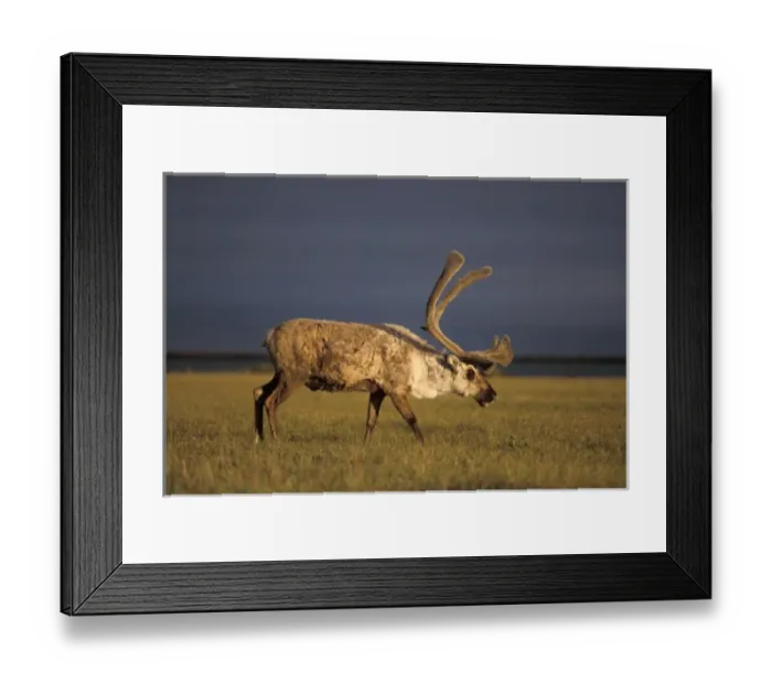 Framed Print : barren ground caribou, Rangifer tarandus, bull with velvet antlers, coastal plain Framed Print : barren ground caribou, Rangifer tarandus, bull with velvet antlers, coastal plain