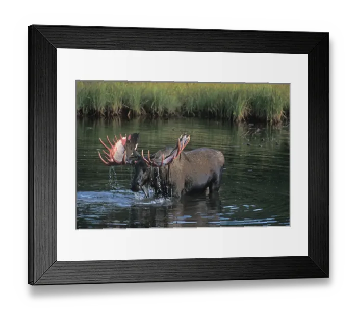 Framed Print : moose, Alces alces, bull that just shed its velvet stands in a kettle pond and feeds Framed Print : moose, Alces alces, bull that just shed its velvet stands in a kettle pond and feeds