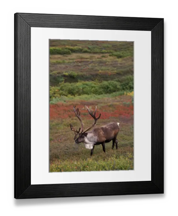 Framed Print : caribou, Rangifer tarandus, bull walking in fall colors, Denali National Park, interior Framed Print : caribou, Rangifer tarandus, bull walking in fall colors, Denali National Park, interior