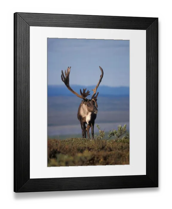 Framed Print : caribou, Rangifer tarandus, bull in Denali National Park, interior of Alaska