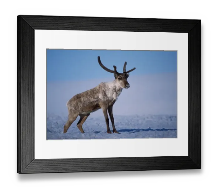 Framed Print : barren ground caribou, Rangifer tarandus, porcupine herd bull with velvet antlers Framed Print : barren ground caribou, Rangifer tarandus, porcupine herd bull with velvet antlers