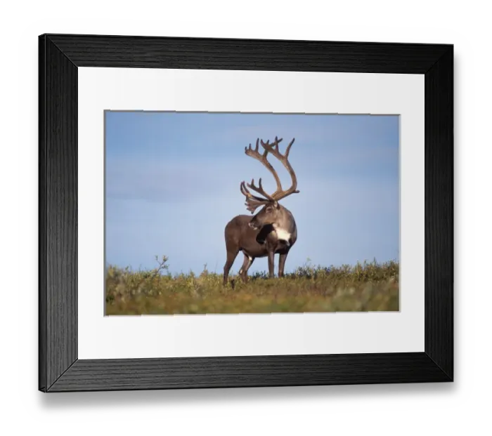Framed Print : caribou, Rangifer tarandus, in Denali National Park, interior of Alaska