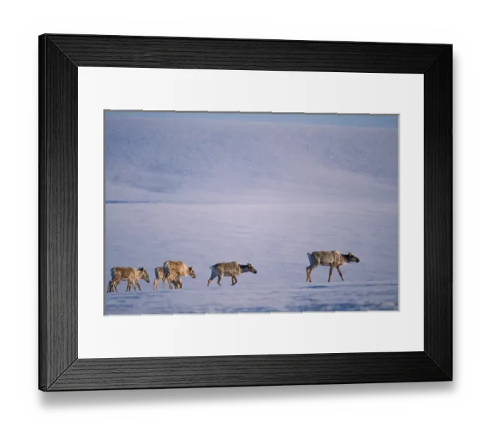 Framed Print : barren Ground Caribou, Rangifer tarandus, breaking through snow crust, North Slope Framed Print : barren Ground Caribou, Rangifer tarandus, breaking through snow crust, North Slope