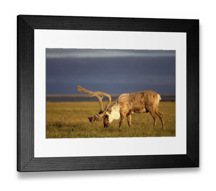 Framed Print : barren ground caribou, Rangifer tarandus, bull with velvet antlers, coastal plain Framed Print : barren ground caribou, Rangifer tarandus, bull with velvet antlers, coastal plain